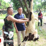 Prajurit TNI Majalengka Berkurban di Hari Raya Idul Adha, Bukti Nyata Pengabdian Tanpa Batas