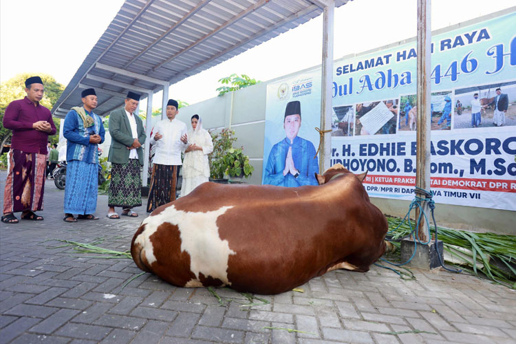 Wakil Ketua MPR RI, Edhie Baskoro Yudhoyono (Ibas) saat menyerahkan sapi kurban di Masjid Agung Darul Falah, Pacitan, Jumat pagi, 6 Juni 2025.