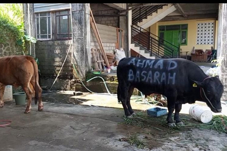 Bobot Hampir 1 Ton, Ahmad Basarah Serahkan 4 Sapi Kurban di Malang Raya
