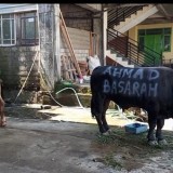 Bobot Hampir 1 Ton, Ahmad Basarah Serahkan 4 Sapi Kurban di Malang Raya