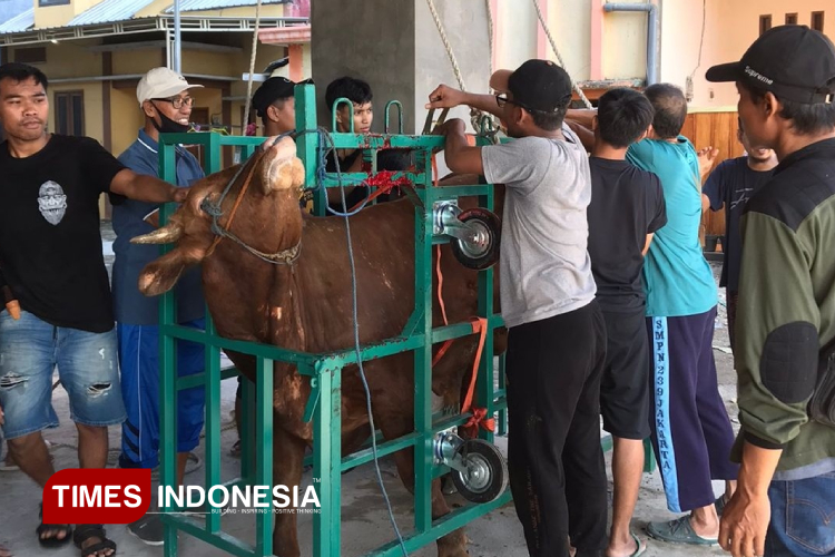 Sumbangan hewan kurban seekor sapi dari Bupati Lamongan Yuhronur Efendi ke LDII Lamongan saat akan disembelih petugas di kantor setempat, Jumat (6/6/2025). (Foto: Moch. Nuril Huda/TIMES Indonesia)