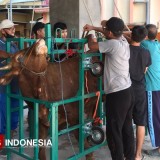 Warga LDII Lamongan Kurban Ratusan Ekor Sapi dan Kambing