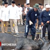 Kementerian PKP Maruarar Sirait Salurkan 10 Ekor Sapi Kurban