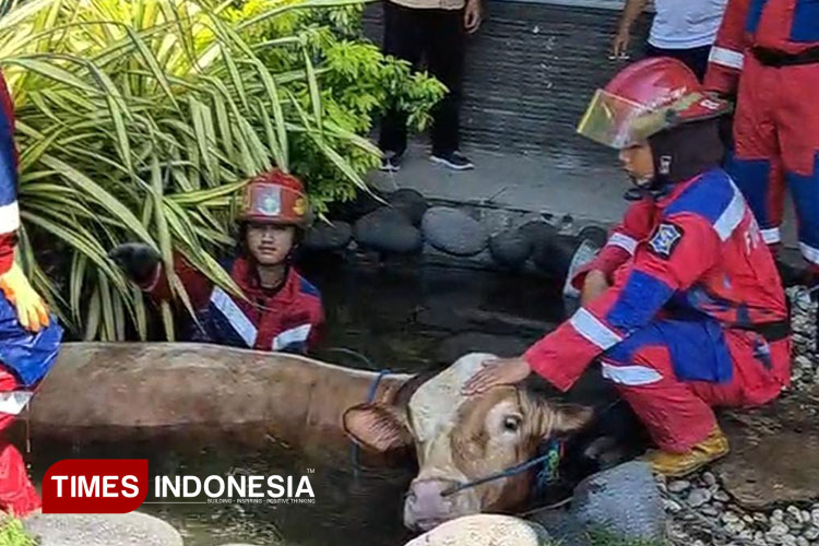 Petugas Damkar mengevakuasi sapi kurban yang terlepas dan terperosok di halaman Kantor Dinas Pendidikan Jatim, Jumat (6/6/2025).(Foto: Hamida Soetadji/TIMES Indonesia)