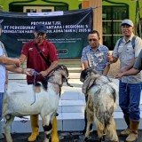 Idul Adha 2025, PTPN I Regional 5 Bagikan Hewan Kurban pada Warga Perkebunan di Lima Kabupaten