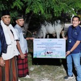 Pelindo Waingapu Serahkan Hewan Kurban di Masjid Al-Falah Kampung Baru