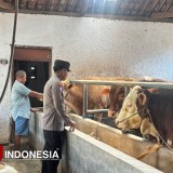 Polresta Banyuwangi Bantu Genjot Produktivitas Peternakan Sapi Rakyat
