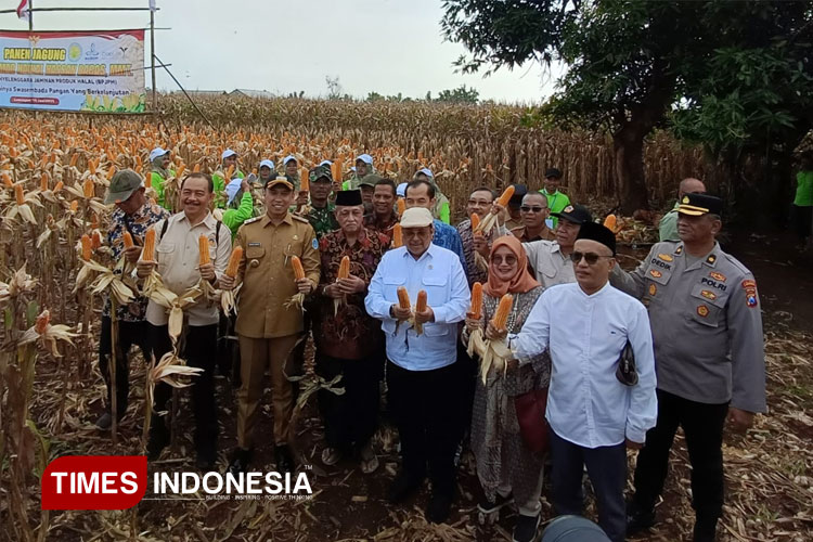 Panen-jagung-hasil-Rekayasa-Genetik-2.jpg