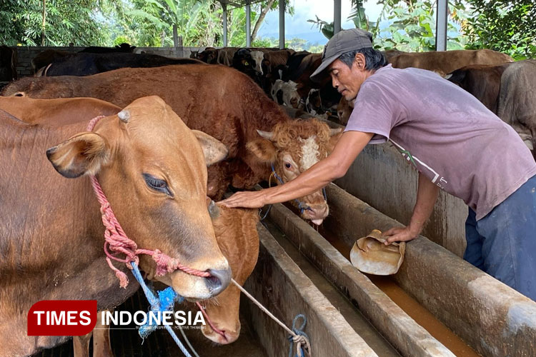 Sapi.jpg