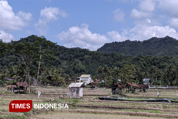 Musim Kemarau 2025 di Pacitan Lebih Singkat, BPBD: Waspadai Dampaknya