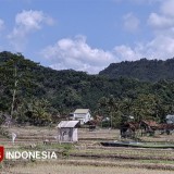 Musim Kemarau 2025 di Pacitan Lebih Singkat, BPBD: Waspadai Dampaknya