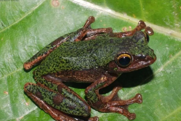 BRIN Temukan Spesies Baru Katak Pohon Endemik Sulawesi