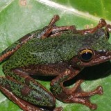 BRIN Temukan Spesies Baru Katak Pohon Endemik Sulawesi