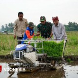 Tren Positif, Produksi Beras Banyuwangi Tembus 228 Ribu Ton