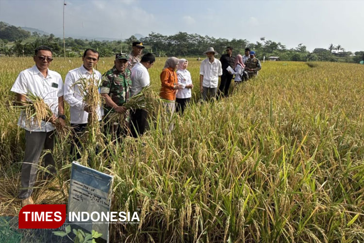 Padi varietas lokal Sri Sendani siap panen dalam panen raya di Desa Sumberngepoh, Lawang, Kabupaten Malang, Rabu (11/6/2025). (Foto: Amin/TIMES Indonesia)