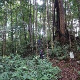 Kemenhut RI Umumkan Dua Spesies Anggrek dari Kalimantan