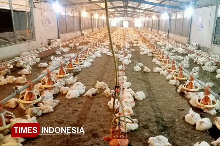 Ilustrasi - Ayam Broiler. (FOTO: Humas UGM for TIMES Indonesia)