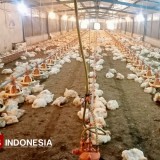 Minyak Larva BSF Temuan UGM Terbukti Efektif Turunkan Lemak pada Daging Ayam Broiler