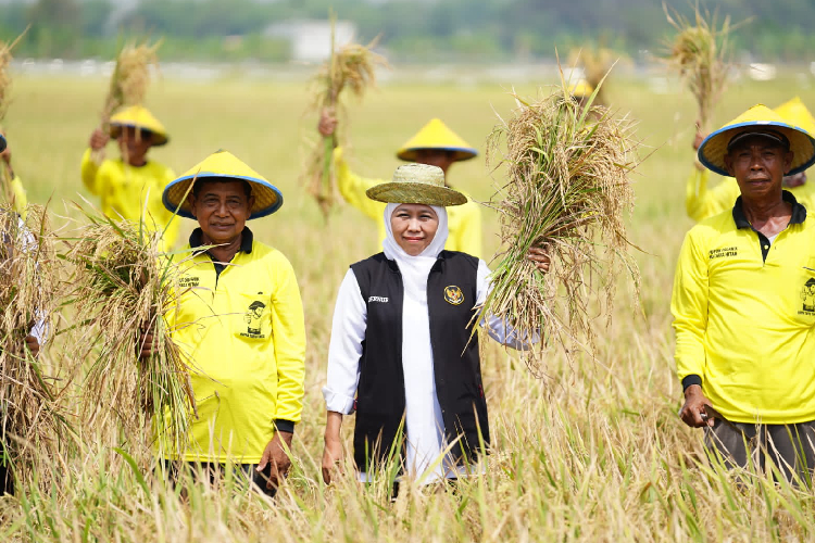 Potensi Produksi Padi Jatim pada Januari-Juli 2025 Nyaris 9 Juta Ton GKP