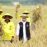 Potensi Produksi Padi Jatim pada Januari-Juli 2025 Nyaris 9 Juta Ton GKP