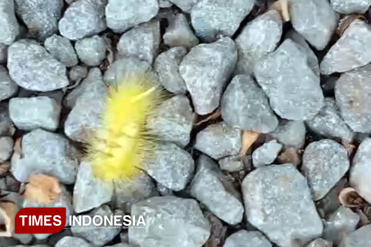 Ulat Bulu Serang Pemukiman di Kota Tasikmalaya