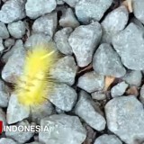 Ulat Bulu Serang Pemukiman di Kota Tasikmalaya