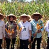 Manfaatkan Lahan Tidak Produktif, Panen Jagung di Bantul Capai 9 Ton per Hektare
