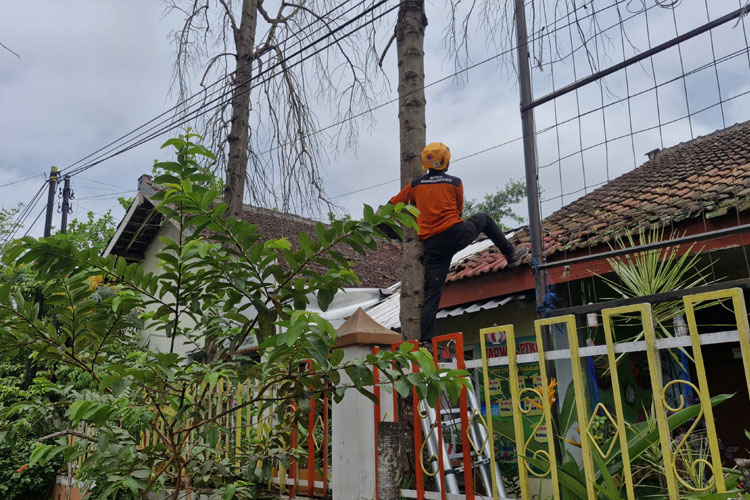 Tim dari Badan Penanggulangan Bencana Daerah Kabupaten Bondowoso saat mengevakuasi dahan patah (FOTO: BPBD For TIMES Indonesia)