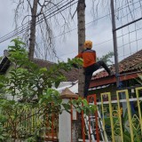 Angin Kencang di Bondowoso Sebabkan Dahan Pohon Timpa Atap Sekolah
