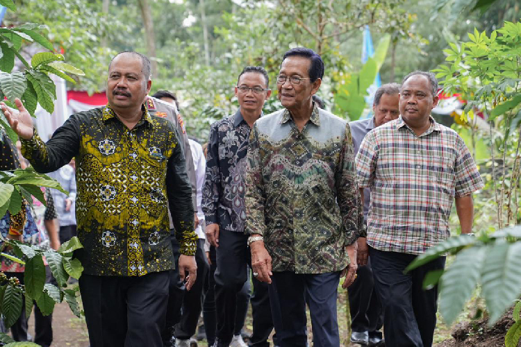 Harda-Kiswaya-ketika-Panen-kopi-Robusta-di-lereng-Merapi-B.jpg