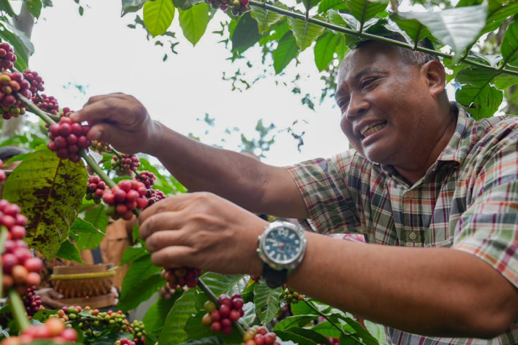 Lereng Merapi Panen Kopi Robusta, Kementan RI Dorong Sleman Jadi Kawasan Andalan Nasional