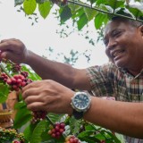 Lereng Merapi Panen Kopi Robusta, Kementan RI Dorong Sleman Jadi Kawasan Andalan Nasional