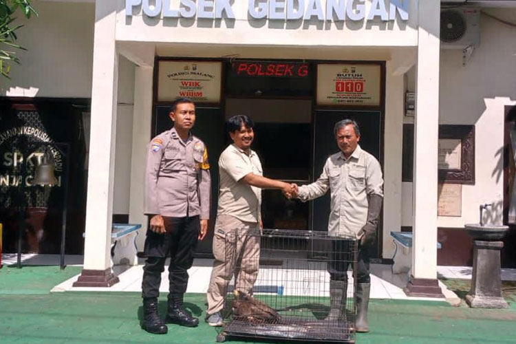 Seekor satwa dilindungi elang ular bido (Spilornis cheela), sebelum diserahkan jajaran Polsek Gedangan Polres Malang, kepada pihak Balai Besar Konservasi Sumber Daya Alam (BBKSDA) Jawa Timur, Senin (16/6/2025). (Foto: Humas Polres)