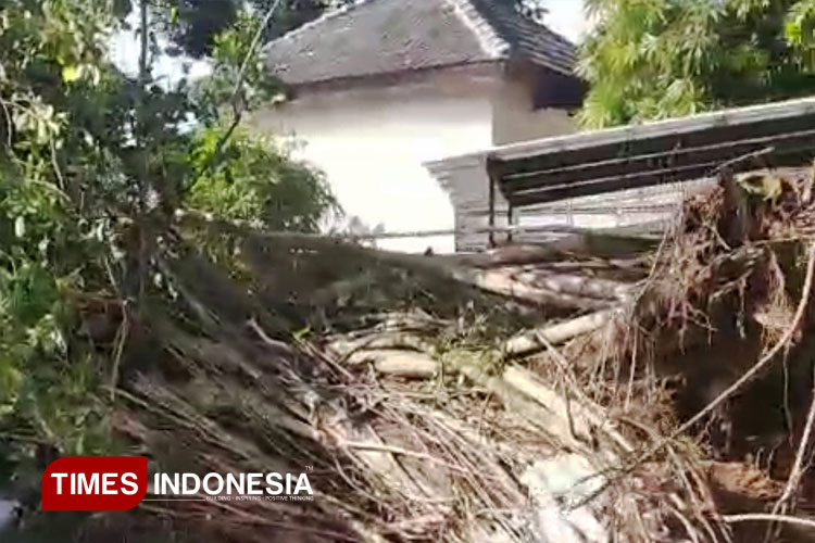 Pohon Keramat Usia 1000 Tahun di Makam Syekh Brubuh Pacitan Tumbang Dihantam Badai
