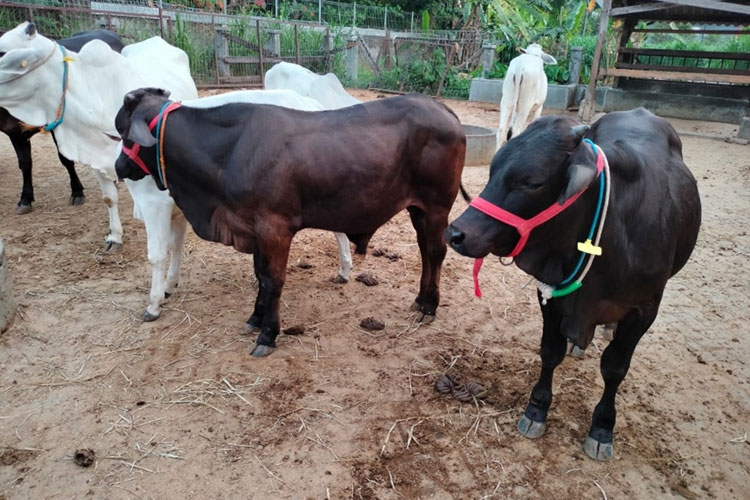 Peneliti UGM Teliti Perilaku Sapi Silangan Belgian Blue, Ini Temuannya