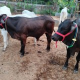 Peneliti UGM Teliti Perilaku Sapi Silangan Belgian Blue, Ini Temuannya