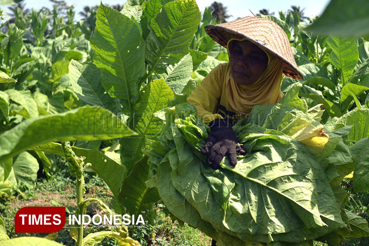 DBHCHT 2025 di Kabupaten Blitar,  Investasi Nyata untuk Kesejahteraan Masyarakat Tembakau