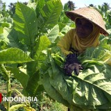 DBHCHT 2025 di Kabupaten Blitar,  Investasi Nyata untuk Kesejahteraan Masyarakat Tembakau