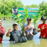 Restorasi Kawasan Pesisir Gresik, 3.500 Bibit Mangrove Ditanam di Kalimireng