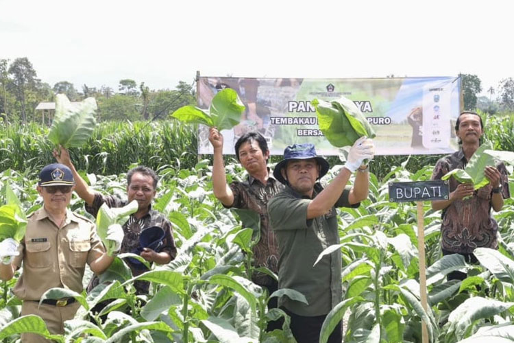 Kejayaan tembakau Selopuro, Kabupaten Blitar. (Foto: Dok. DKPP Kabupaten Blitar)