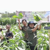 Perjalanan Panjang Kembalikan Kejayaan Tembakau Selopuro Blitar