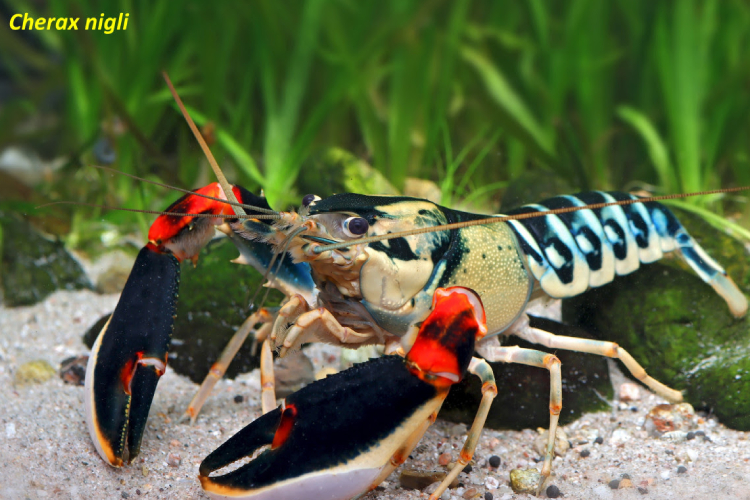 Ilmuwan UGM Identifikasi 7 Spesies Baru Lobster di Papua, Ini Temuannya