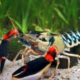 Ilmuwan UGM Identifikasi 7 Spesies Baru Lobster di Papua, Ini Temuannya