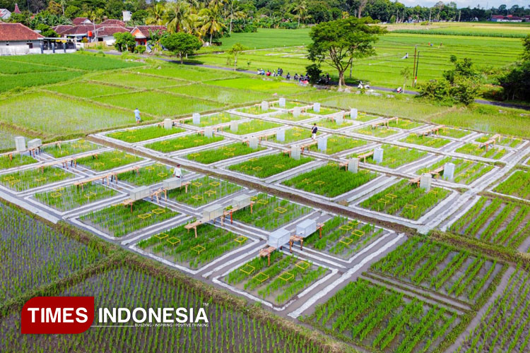 Proses-budidaya-benih-padi-a.jpg