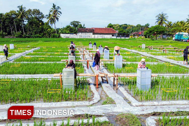 Pertama di Indonesia, Banyuwangi Kembangkan Beras Biofortifikasi 'Sunwangi'