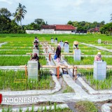 Pertama di Indonesia, Banyuwangi Kembangkan Beras Biofortifikasi 'Sunwangi'