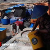 Krisis Bahan Baku Landa Perajin Ikan Asin di Banyuwangi