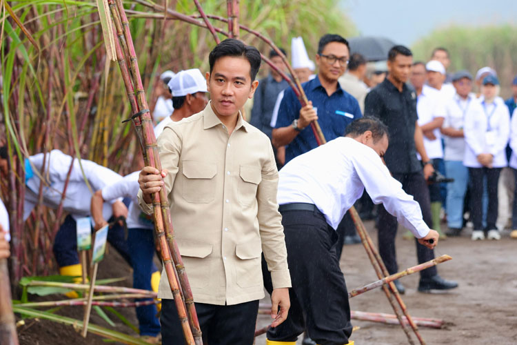 Di Banyuwangi Wapres Gibran Panen Tebu PTPN I Regional 5 Kebun Jolondoro