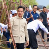 Di Banyuwangi Wapres Gibran Panen Tebu PTPN I Regional 5 Kebun Jolondoro