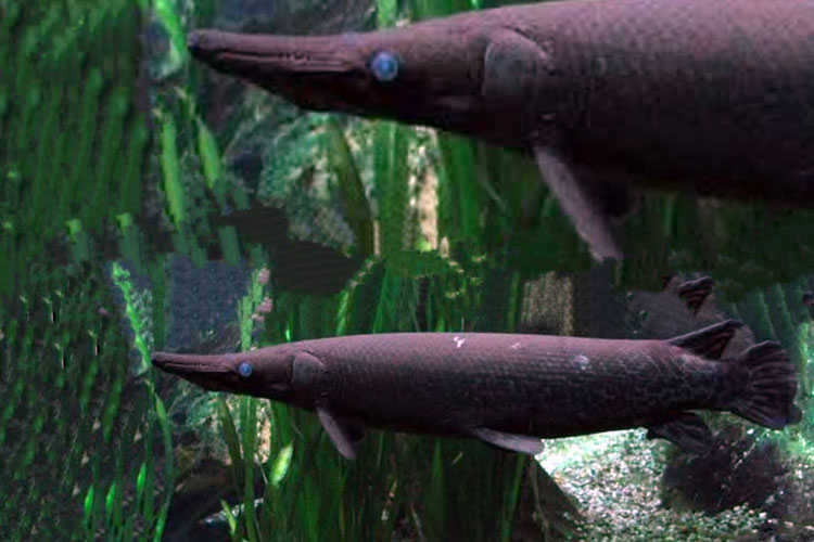 IKan.jpg